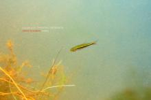 R.borapetensis in the wild. Foto by Ton Eakapan. Печатается с разрешения автора