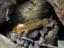 R.henchuensis in the wild. Photo by Steve Sun