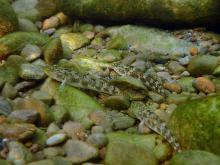 R.multifasciatus in the nature. Photo by Steve Sun