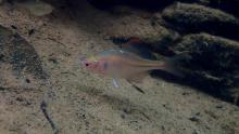 R.ocellatus in the wild. Photo by Steve Sun