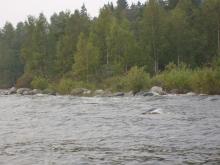 Ладожское озеро - биотоп пресноводной морфы Семги. Фото Алексея Малышева