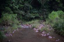 Биотоп обитания вида. Photo by Mark Sabaj Perez