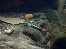 S.macrostetholepis in the wild. Photo by Steve Sun