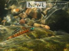 S.rutilaureus in the nature. Photo by Newt Jhuang. Печатается с разрешения автора