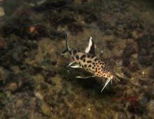 S.grandiops in the nature. Photo by Anton Lamboj. Печатается с разрешения автора