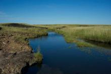 Биотоп обитания вида. Photo by Anton Lamboj. Печатается с разрешения автора