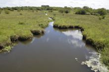 Биотоп обитания вида. Photo by Mark Sabaj Perez