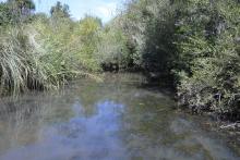 Биотоп обитания вида. Photo by Mark Sabaj Perez. Печатается с разрешения автора