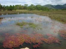 Биотоп обитания вида. Photo by Donald Taphorn. Печатается с разрешения автора