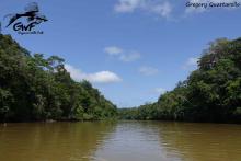 Биотоп обитания вида. Photo by Gregory Quartarollo. https://www.facebook.com/guyanewildfish/