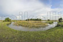 Биотоп обитания вида. photo by Ivan Mikolji. Печатается с разрешения автора