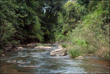 Biotope G.lonah. Foto by Beta Mahatvaraj