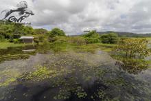 Биотоп обитания вида. Photo by Gregory Quartarollo. https://www.facebook.com/guyanewildfish/