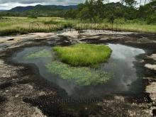 Биотоп обитания вида. photo by Ivan Mikolji. Печатается с разрешения автора