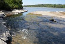 Биотоп обитания вида. Photo by Mark Sabaj Perez