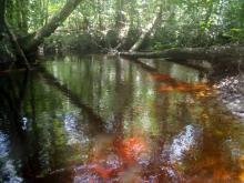 Биотоп обитания вида. Photo by Donald Taphron