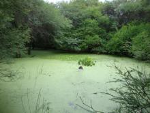 Биотоп обитания вида. Photo by Felipe Alonso. Печатается с разрешения автора